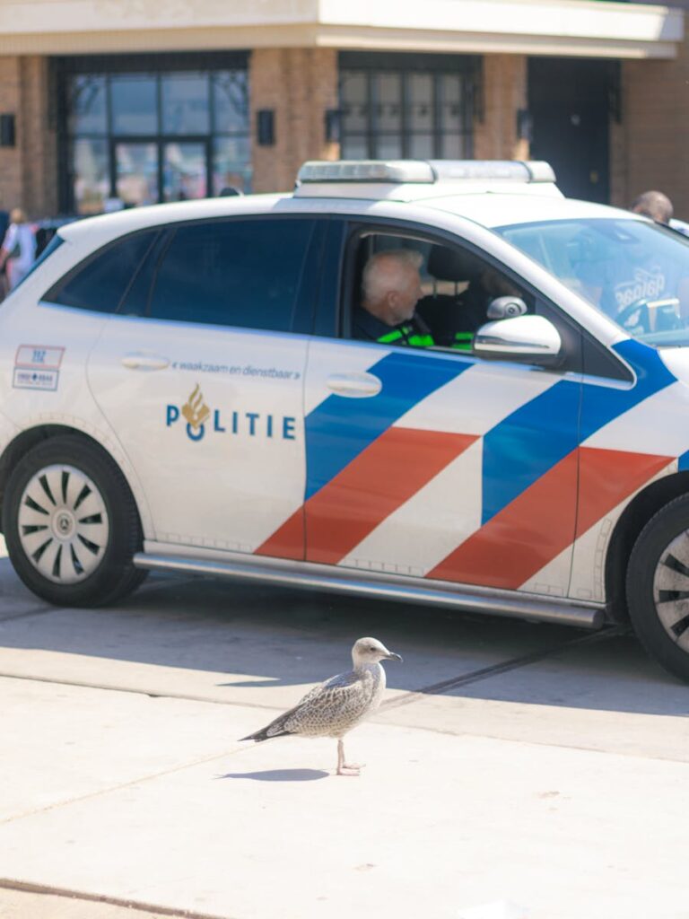 A seagull stands near a Dutch police car parked on a street in daylight.